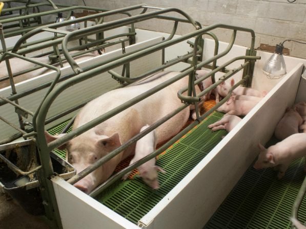 Dicopig 60 X 40 Madres / Slat 23.6 X 15.7 - Imagen 8
