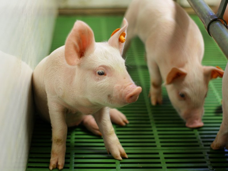 Dicopig 60 X 40 Madres / Slat 23.6 X 15.7 - Imagen 9